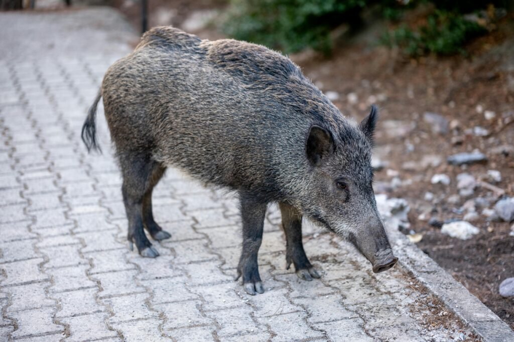 Boar on Pavement
